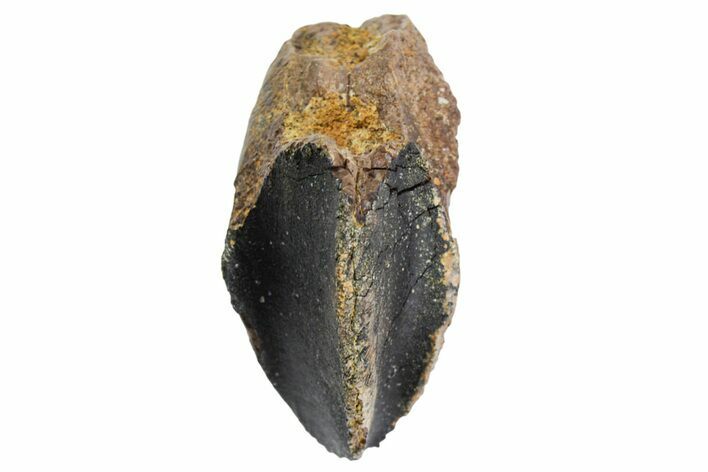 Unworn Triceratops Tooth with Partial Root - Wyoming #356952